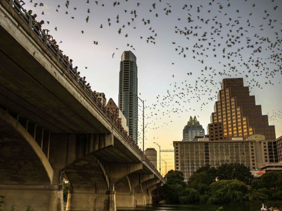 Bats at Congress Bridge